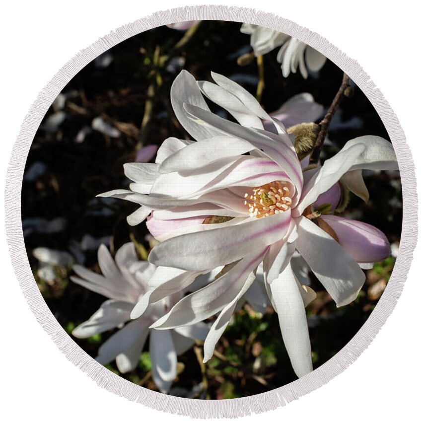 Magnolia Round Beach Towel featuring the photograph Petals in the Breeze by Rose Guinther
