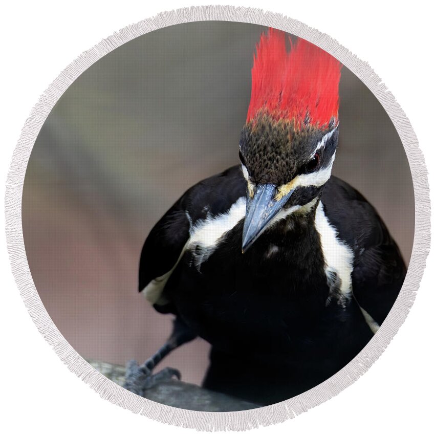 Woodpecker Round Beach Towel featuring the photograph Petrie by Art Cole