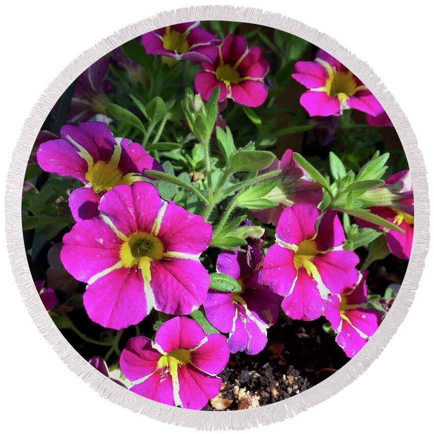 Pink Round Beach Towel featuring the photograph Petunia by Albert Massimi