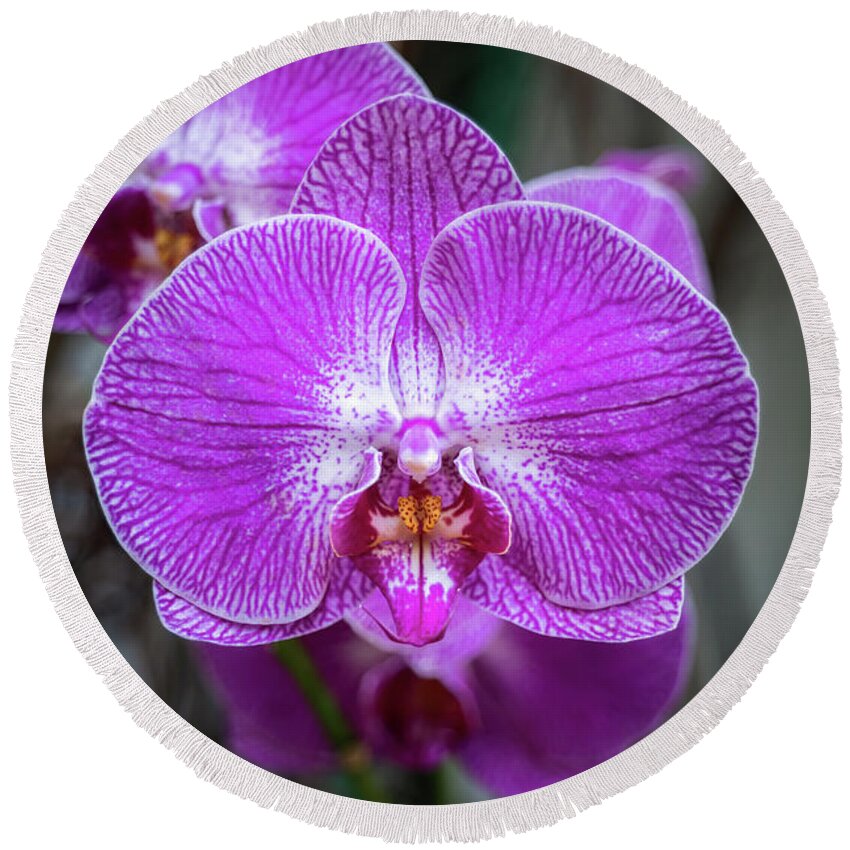 Purple Round Beach Towel featuring the photograph Phalaenopsis Orchid Purple Flower by Artur Bogacki