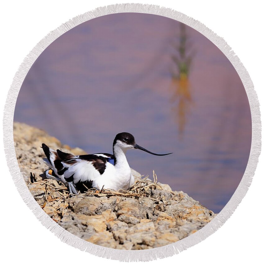 Avocet Round Beach Towel featuring the photograph Pied avocet . by Frederic Bourrigaud