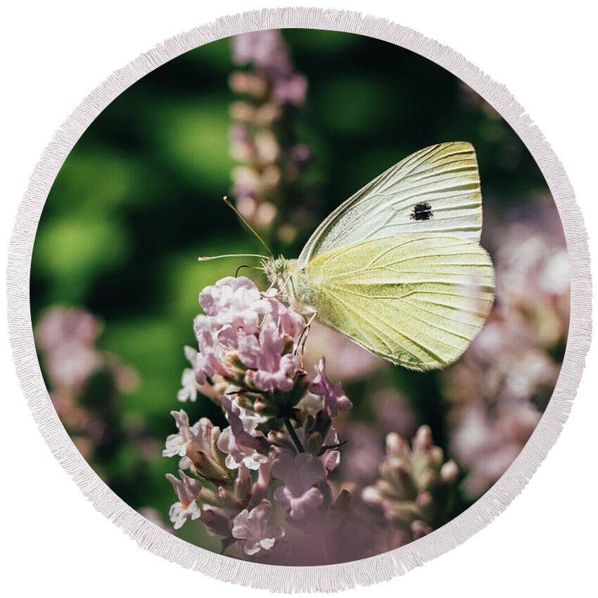 Creature Round Beach Towel featuring the photograph Pieris rapae sits on pink flower by Vaclav Sonnek