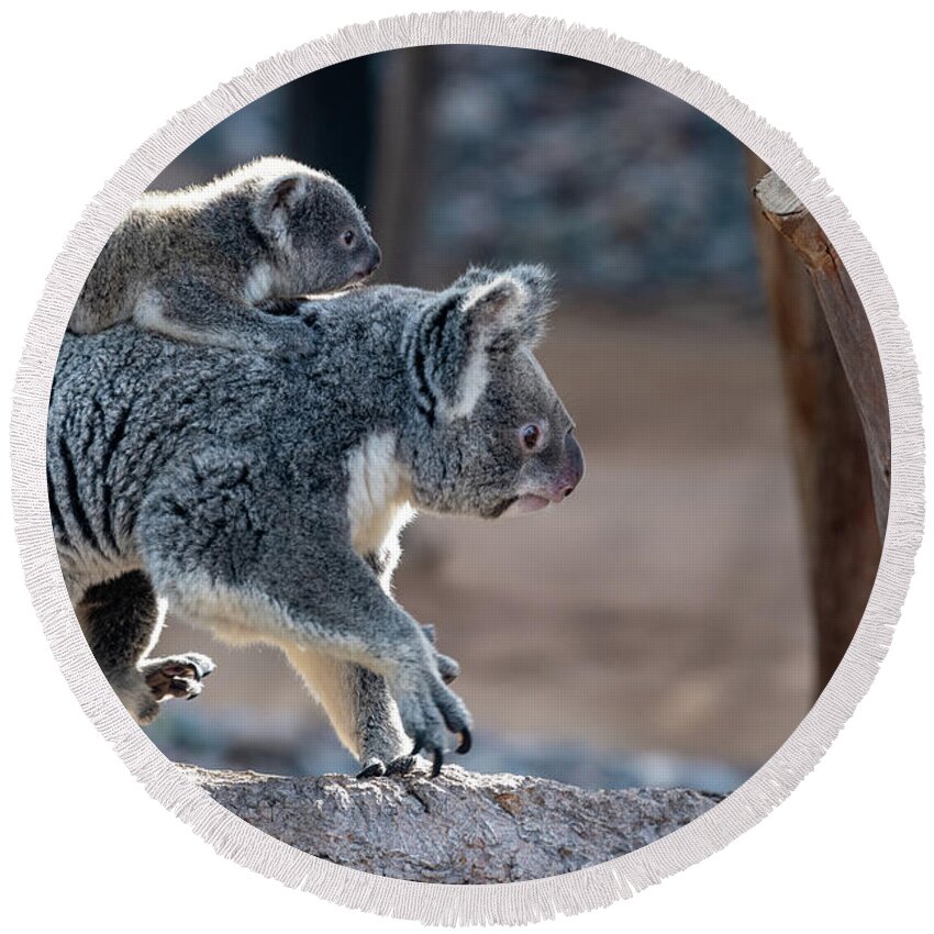 San Diego Zoo Round Beach Towel featuring the photograph Piggy Back Rides by David Levin