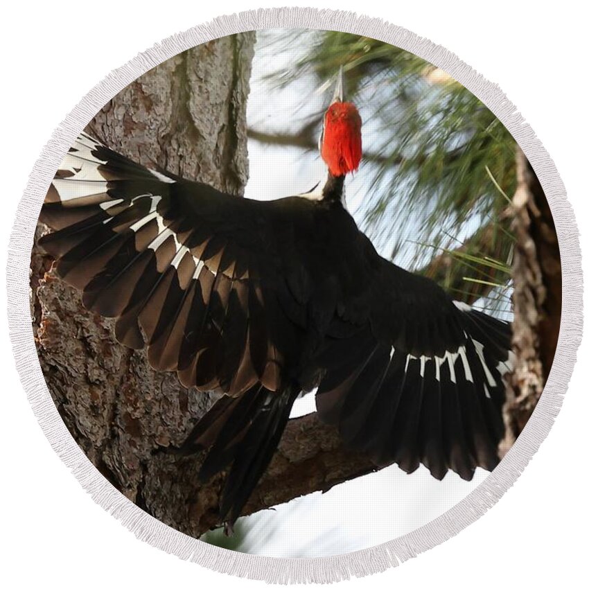 Pileated Woodpecker Round Beach Towel featuring the photograph Pileated Woodpecker 2 by Mingming Jiang