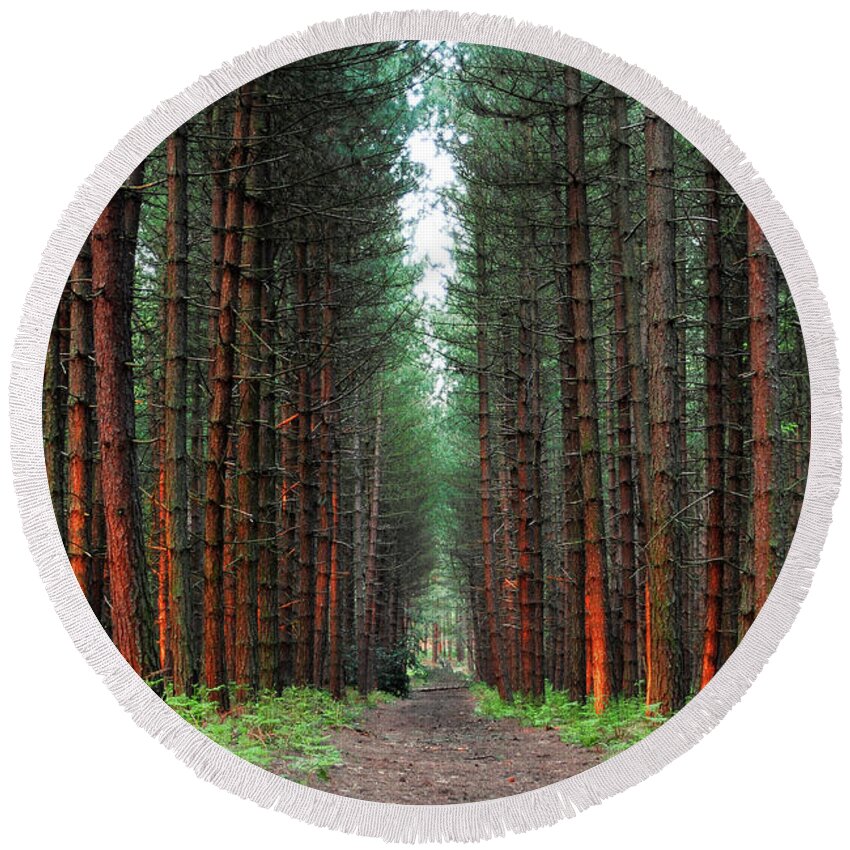 Forest; Pine; Pines; Wood; Pinewood; Tree; Trees; Spring; Summer; Green; Nature; Natural; Landscape; Pinery; Colouful; Color; Colour; Contrast; Sun; Rest; Spread; Snaggy; Divaricate; Branchy; Branch; Stem; Trunk; Vert; Sunset; Background; Path; Pathway; Track Way; Lane; Byway; Backwoods; Deal; Wildwood; Round Beach Towel featuring the photograph Pine forest in England by Severija Kirilovaite