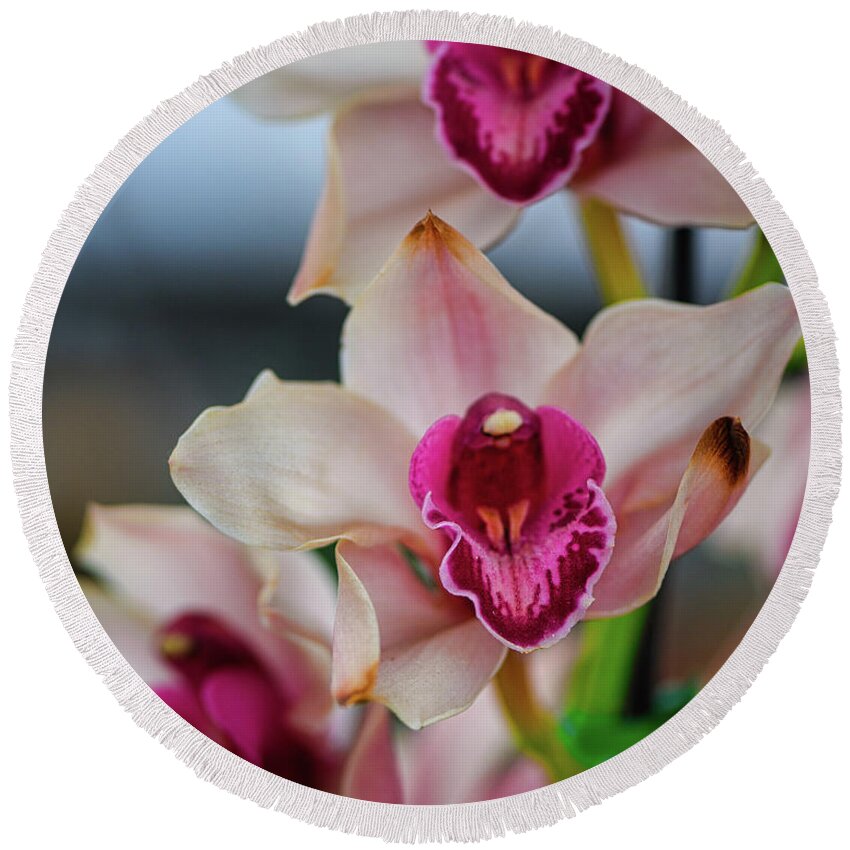 Orchid Round Beach Towel featuring the photograph Pink and White Cymbudium Clarisse Orchid by Abigail Diane Photography