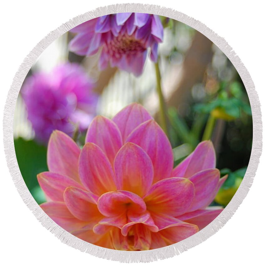 Dahlia Round Beach Towel featuring the photograph Pink and Yellow Dahlias 1 by Amy Fose