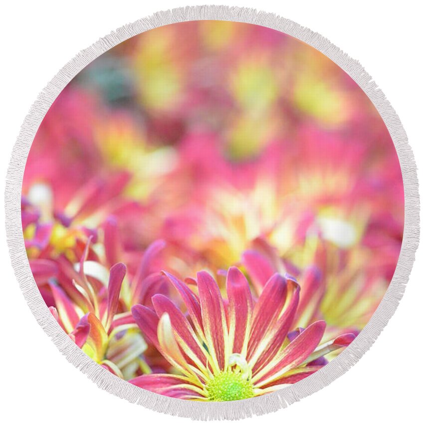 Daisy Round Beach Towel featuring the photograph Pink and Yellow Daisies 1 by Amy Fose