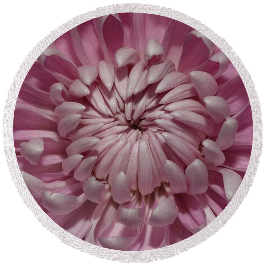 Chrysanthemum Round Beach Towel featuring the photograph Pink Chrysanthemum 3 by Mingming Jiang