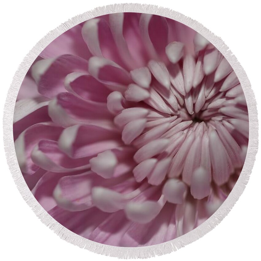 Chrysanthemum Round Beach Towel featuring the photograph Pink Chrysanthemum by Mingming Jiang