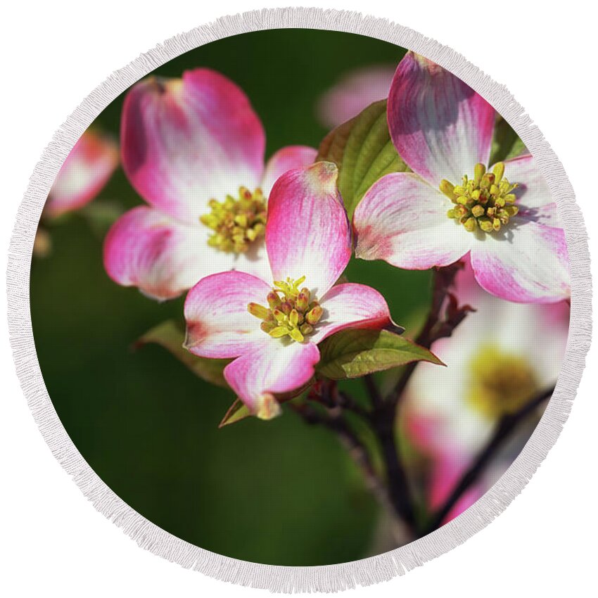 Pink Dogwood Round Beach Towel featuring the photograph Pink Dogwood Blossoms by Susan Rissi Tregoning