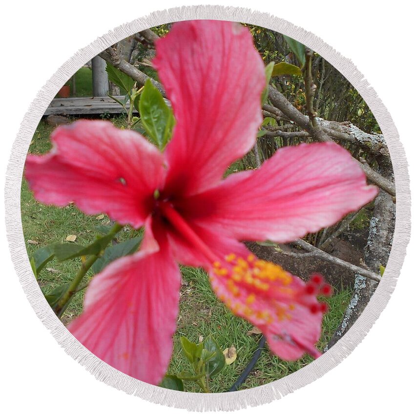 Pink Round Beach Towel featuring the photograph Pink Hibiscus by Nancy Graham
