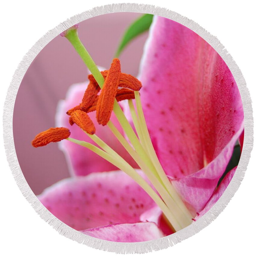 Lily Round Beach Towel featuring the photograph Pink Lily 4 by Amy Fose