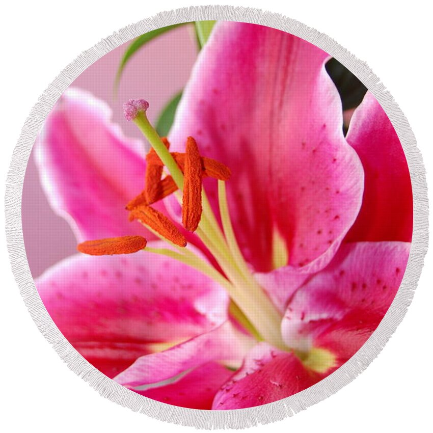Lily Round Beach Towel featuring the photograph Pink Lily 7 by Amy Fose
