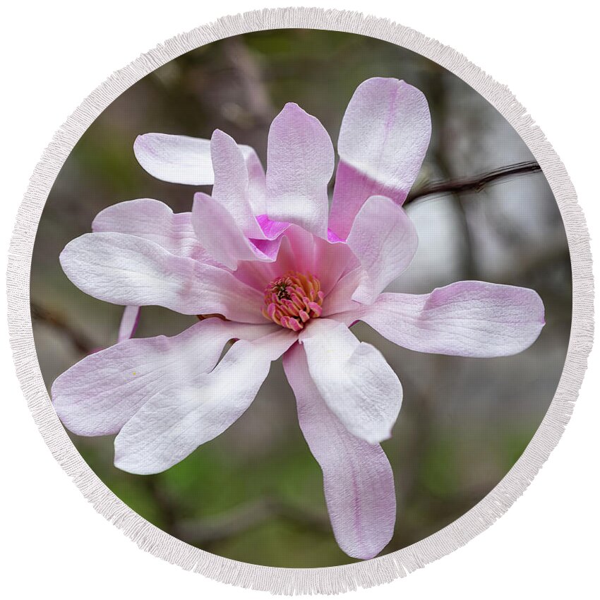 Magnolia Round Beach Towel featuring the photograph Pink Magnolia by Cathy Donohoue