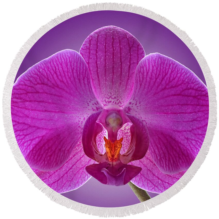 Orchid Round Beach Towel featuring the photograph Pink Orchid on Purple by Gill Billington