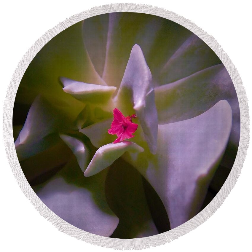 - Pink Petal On A Succulent Round Beach Towel featuring the photograph - Pink Petal on a Succulent by THERESA Nye