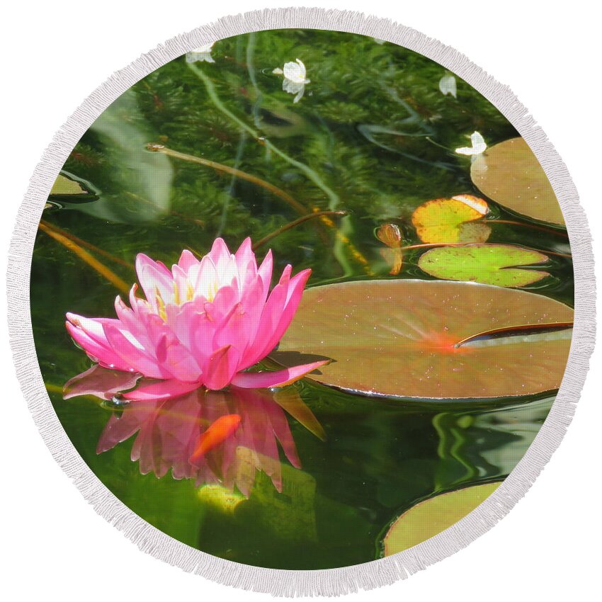 Pink Water Lily Round Beach Towel featuring the photograph Pink Pond Lily and Goldie by Anita Adams