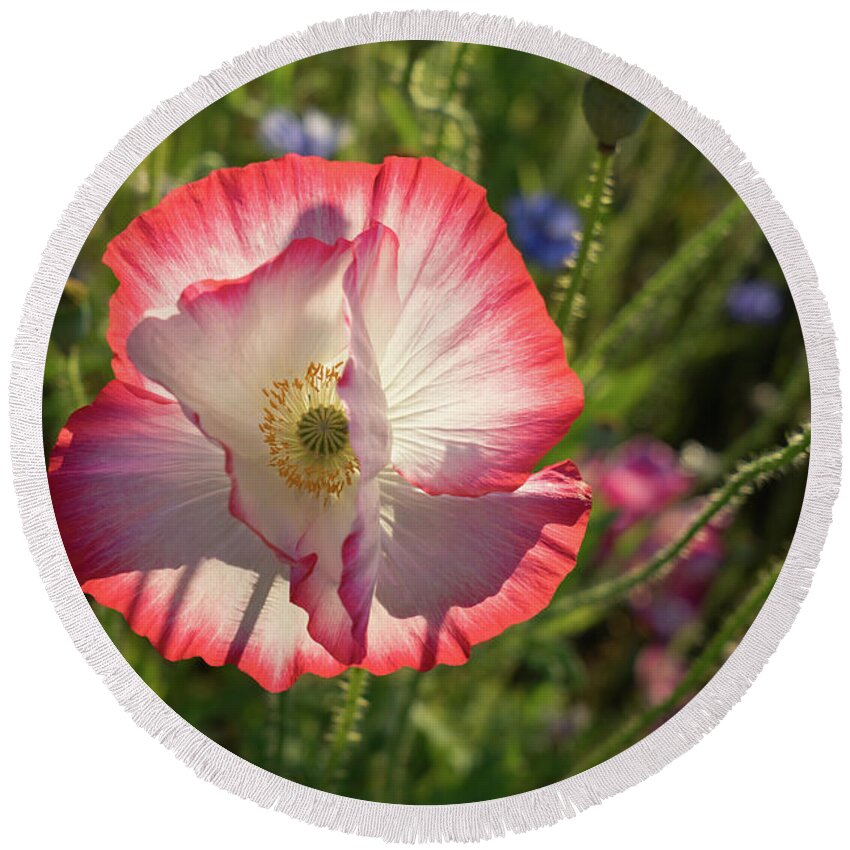 Poppy Round Beach Towel featuring the photograph Pink poppy blossom by Adriana Mueller