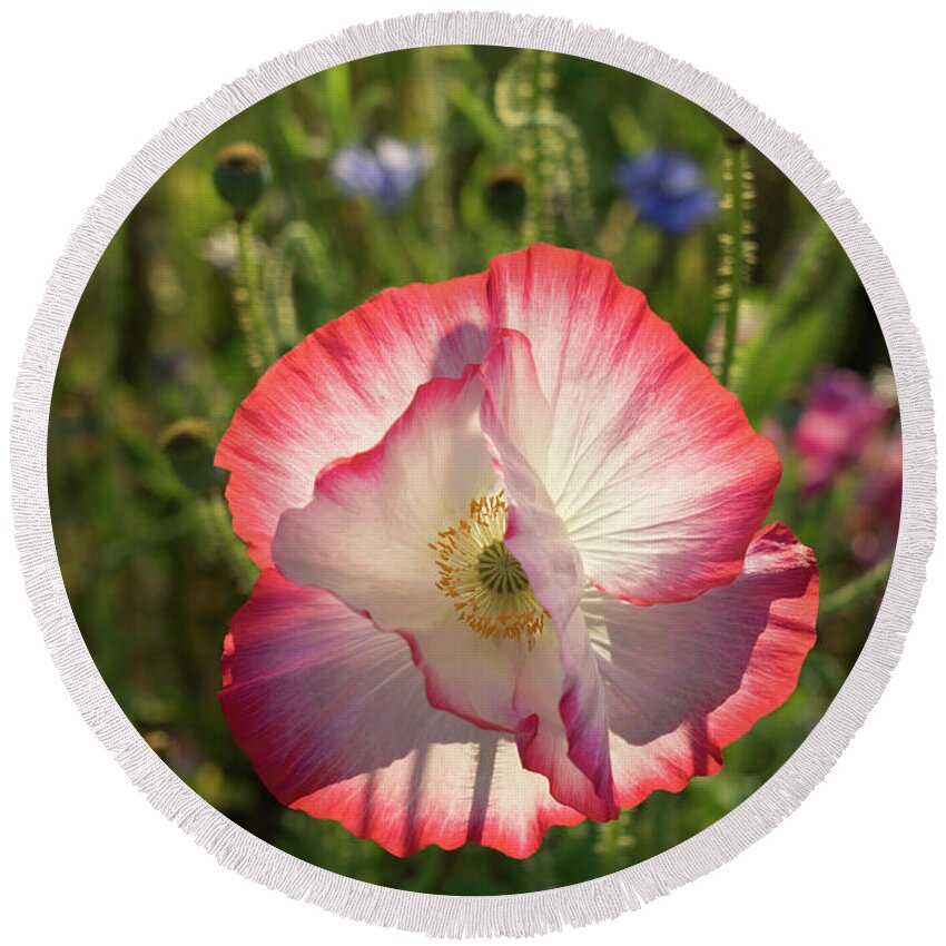 Poppy Round Beach Towel featuring the photograph Poppy blossom in the sunlight by Adriana Mueller