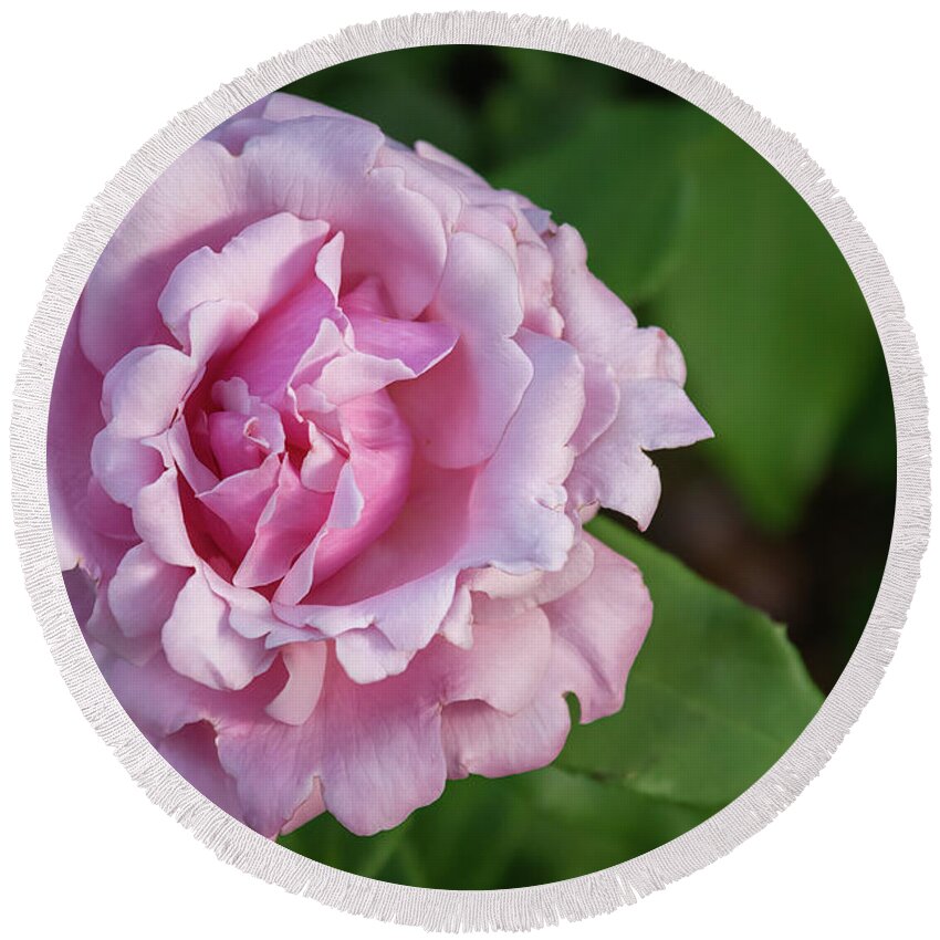 Pink Round Beach Towel featuring the photograph Pink Rose II by Lorraine Cosgrove
