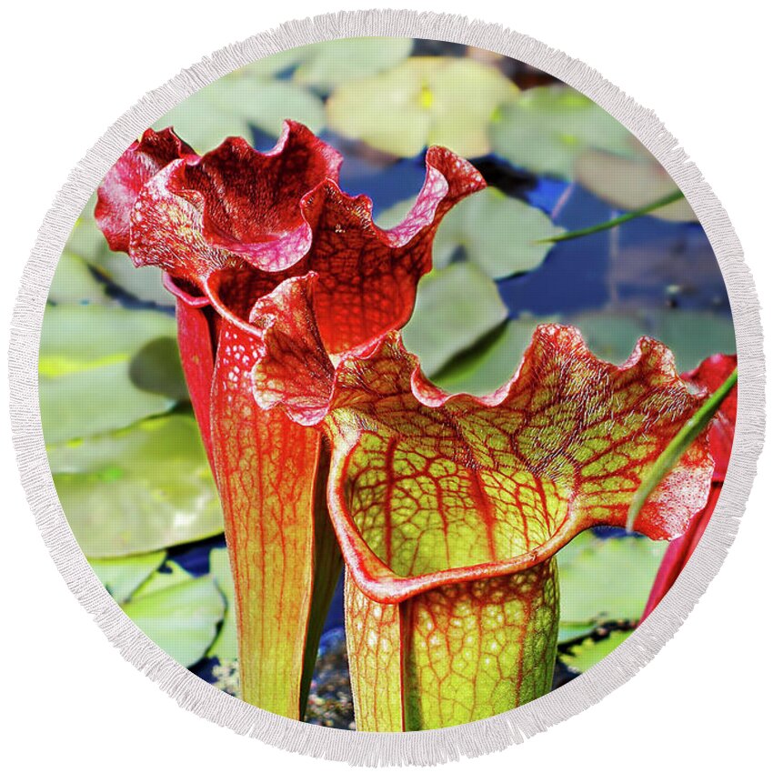 Pitcher Plant Round Beach Towel featuring the photograph Pitcher Plant - Carnivorous Plant by Kaye Menner