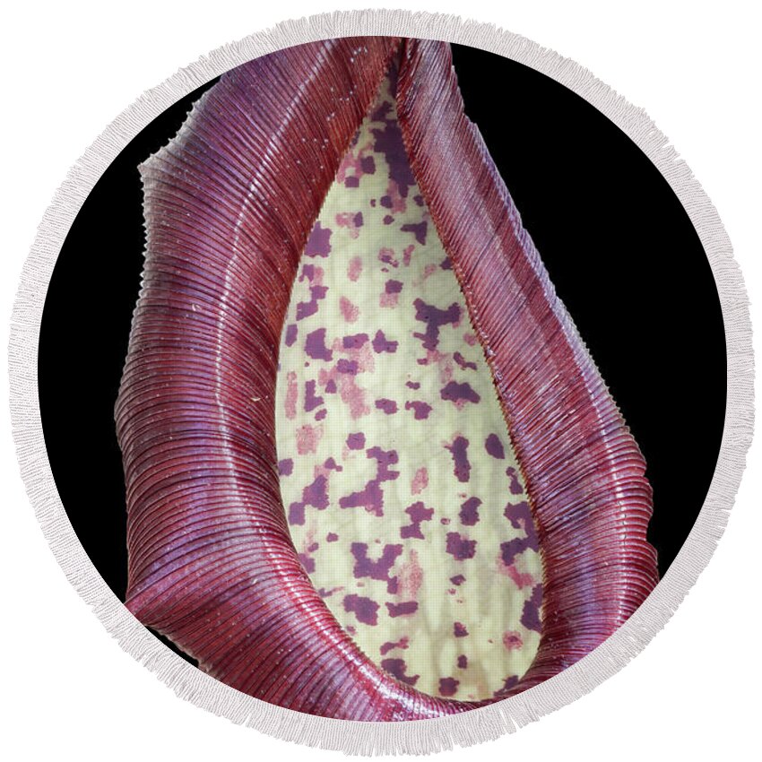 Pitcher Plant Round Beach Towel featuring the photograph Pitcher Plant Leaf Up Close by Gary Slawsky