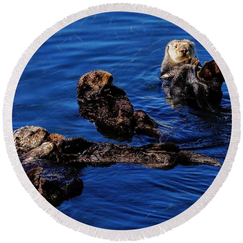 Sea Otters Round Beach Towel featuring the photograph Playful Otters by Brett Harvey