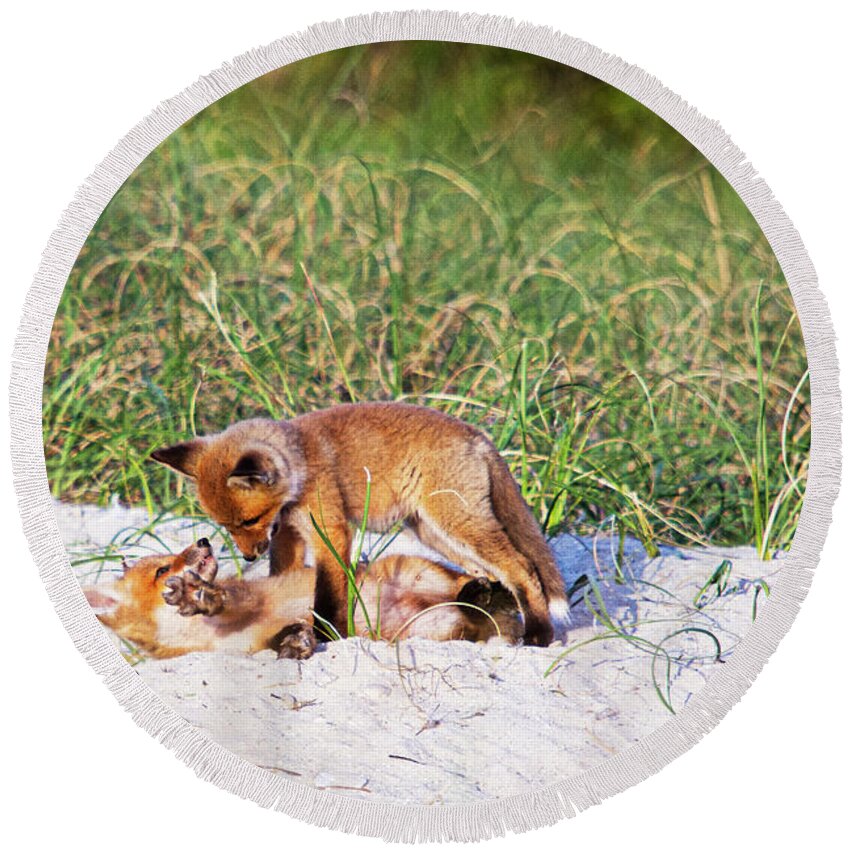 Red Fox Round Beach Towel featuring the photograph Playful Red Foxes on the Outer Banks by Bob Decker