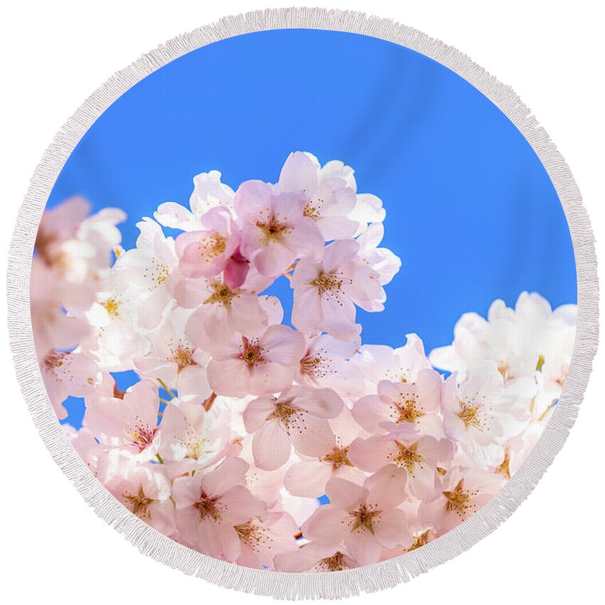 Blossoms Round Beach Towel featuring the photograph Pollinized by Wasim Muklashy