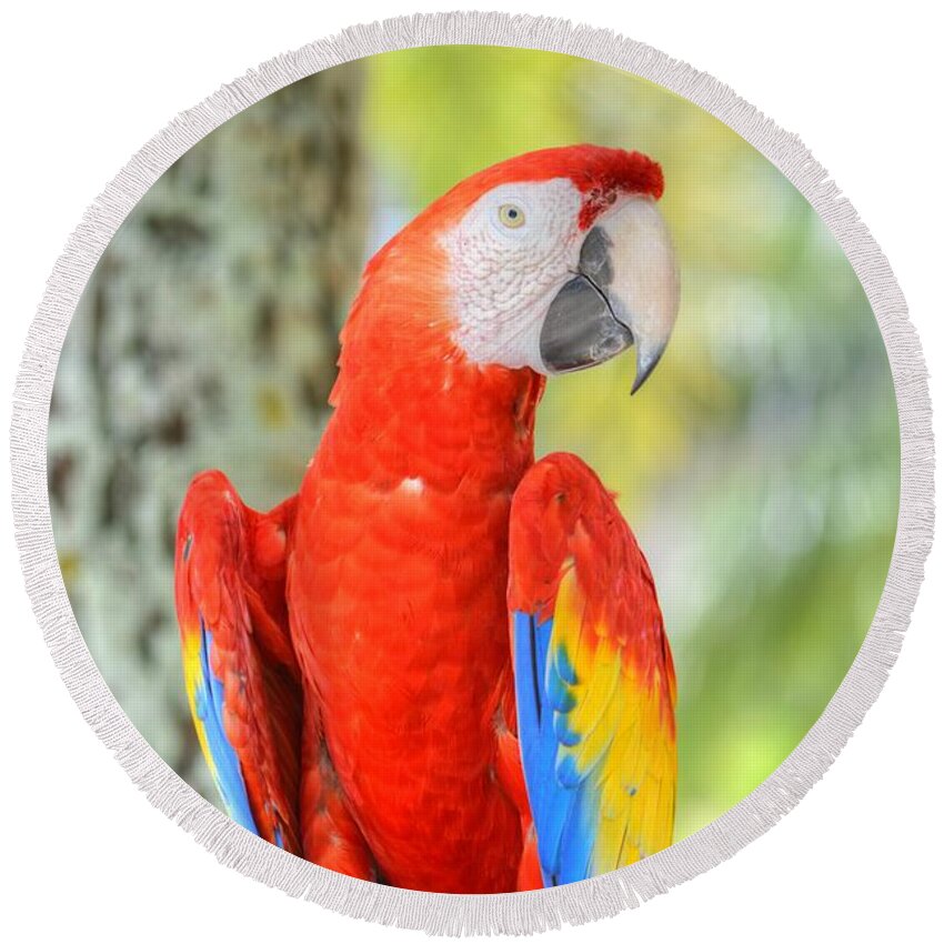 Parrot Round Beach Towel featuring the photograph Poly the Parrot by Bill Hamilton