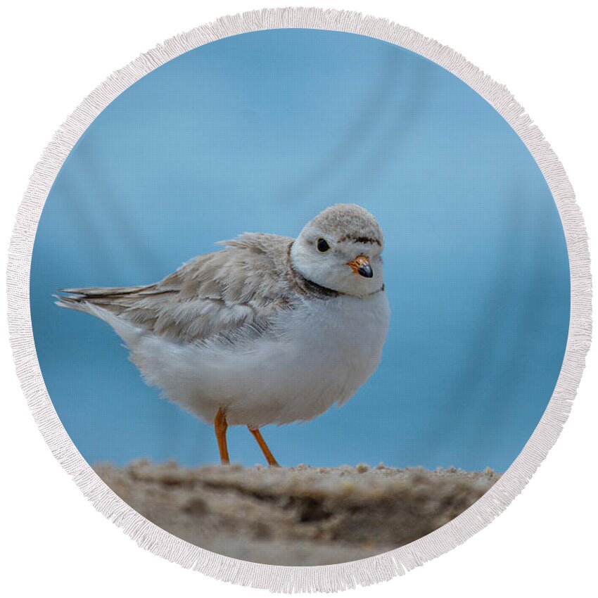 Bird Round Beach Towel featuring the photograph Poofy Plover by Linda Bonaccorsi