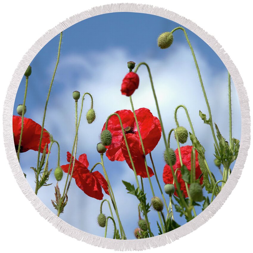 Poppies Round Beach Towel featuring the photograph Poppy Art by Baggieoldboy