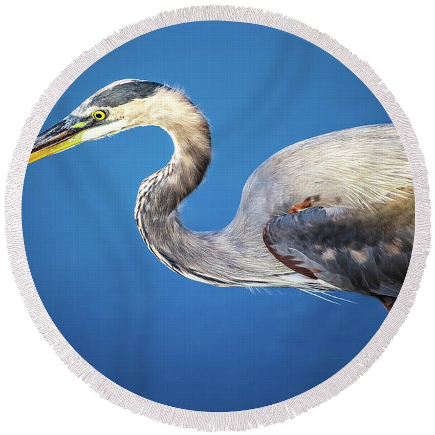 Heron Round Beach Towel featuring the photograph Portrait of a Great Blue Heron by Tahmina Watson