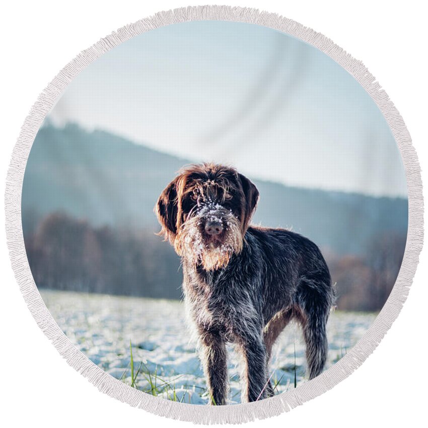 Baby Blue Round Beach Towel featuring the photograph Rough-coated Bohemian Pointer by Vaclav Sonnek