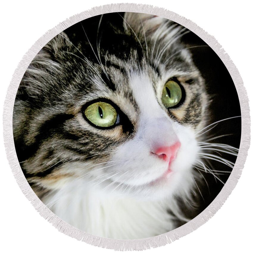 Cat Round Beach Towel featuring the photograph Portrait of BooBoo the Cat by Sally Bauer