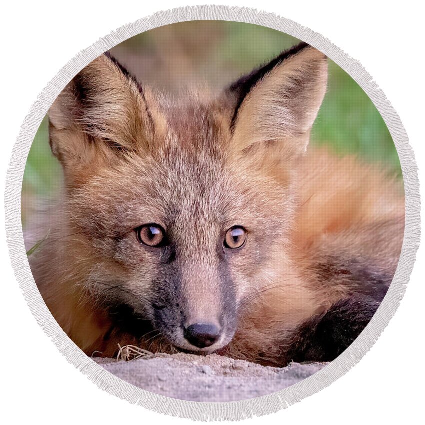 Fox Round Beach Towel featuring the photograph Portrait of Fox Kit by Jack Bell