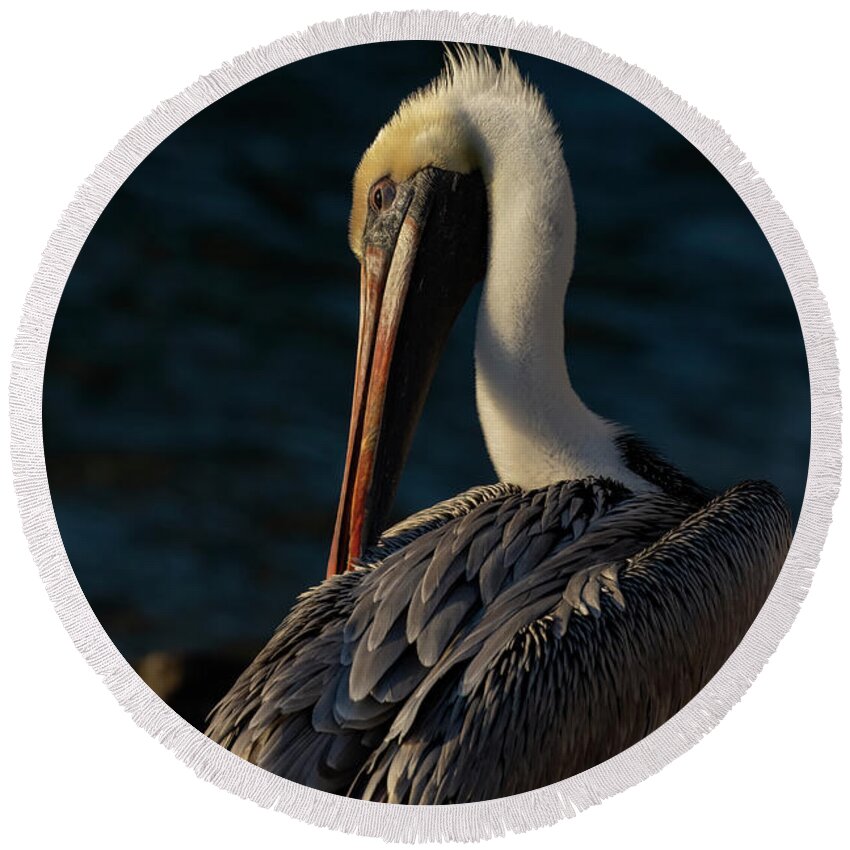 Birds Round Beach Towel featuring the photograph Preening Brown Pelican by RD Allen