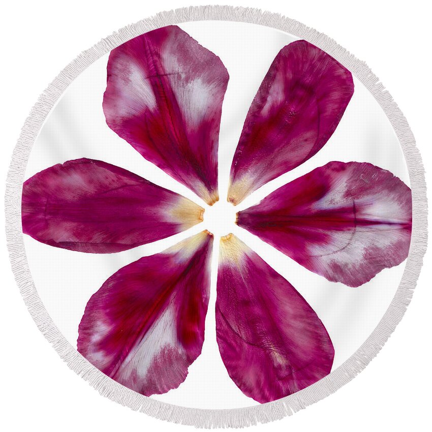 Pink Round Beach Towel featuring the photograph Pressed Pink Tulip Petals by Michelle Bien