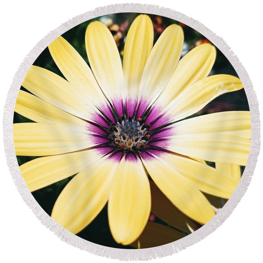 Flower Round Beach Towel featuring the photograph Pretty Eyed Flower by Dani McEvoy