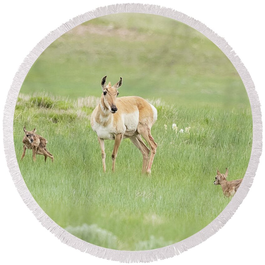 Pronghorn Round Beach Towel featuring the photograph Pronghorn Doe and her Fawns by Tony Hake