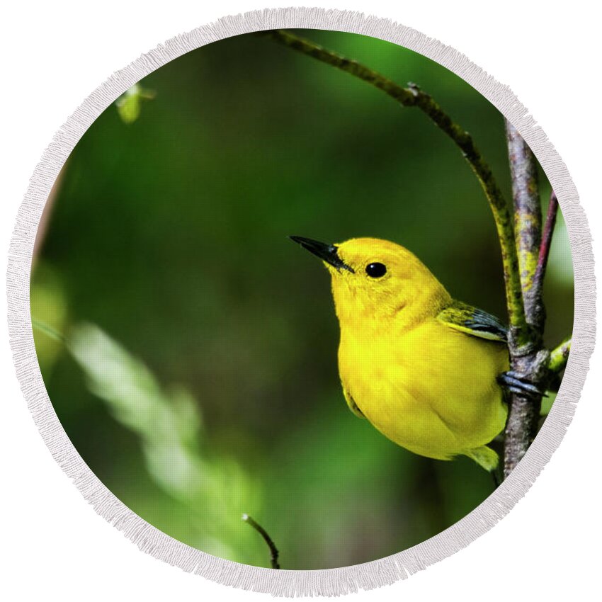 Prothonotary Warbler Round Beach Towel featuring the photograph Prothonatary Warbler 4 by Bob Decker