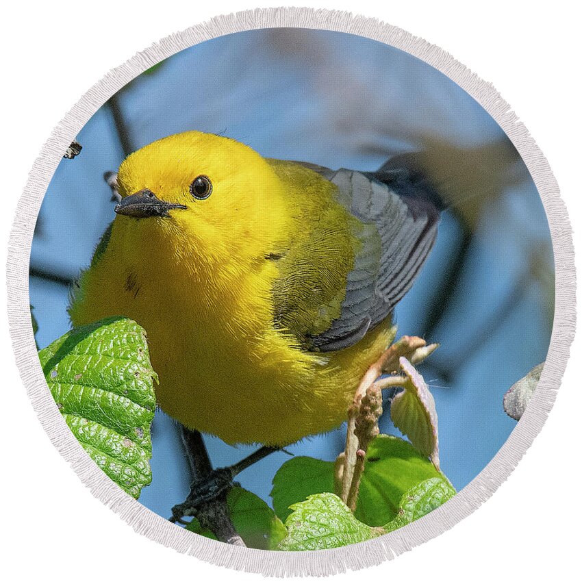Nature Round Beach Towel featuring the photograph Prothonotary Warbler DSB0373 by Gerry Gantt