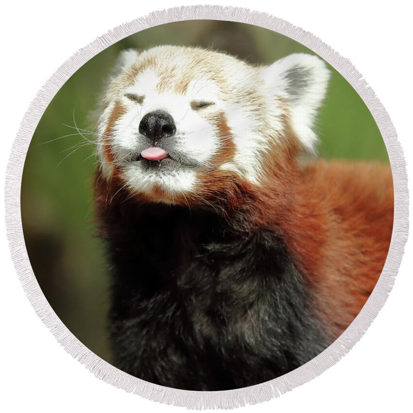 Red Panda Round Beach Towel featuring the photograph Psssstttt by Lens Art Photography By Larry Trager