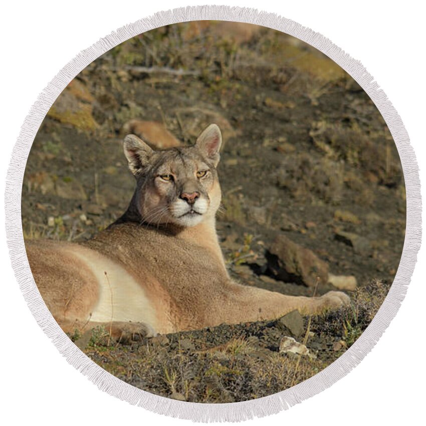 Chile Round Beach Towel featuring the photograph Puma Basking in the Sun by Patrick Nowotny