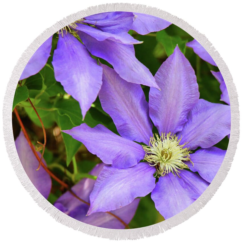 Purple Color Round Beach Towel featuring the photograph Purple Clematis by Scott Burd
