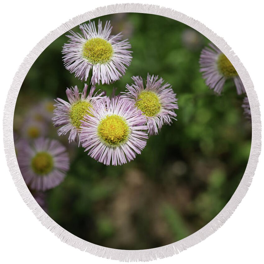 Daisy Round Beach Towel featuring the photograph Purple Daisies by Coral Stengel