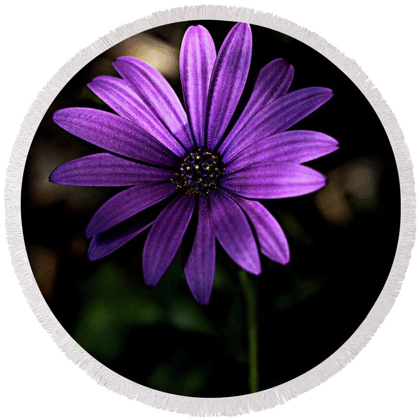 Purple Daisy Round Beach Towel featuring the photograph Purple daisy #3 by Al Fio Bonina