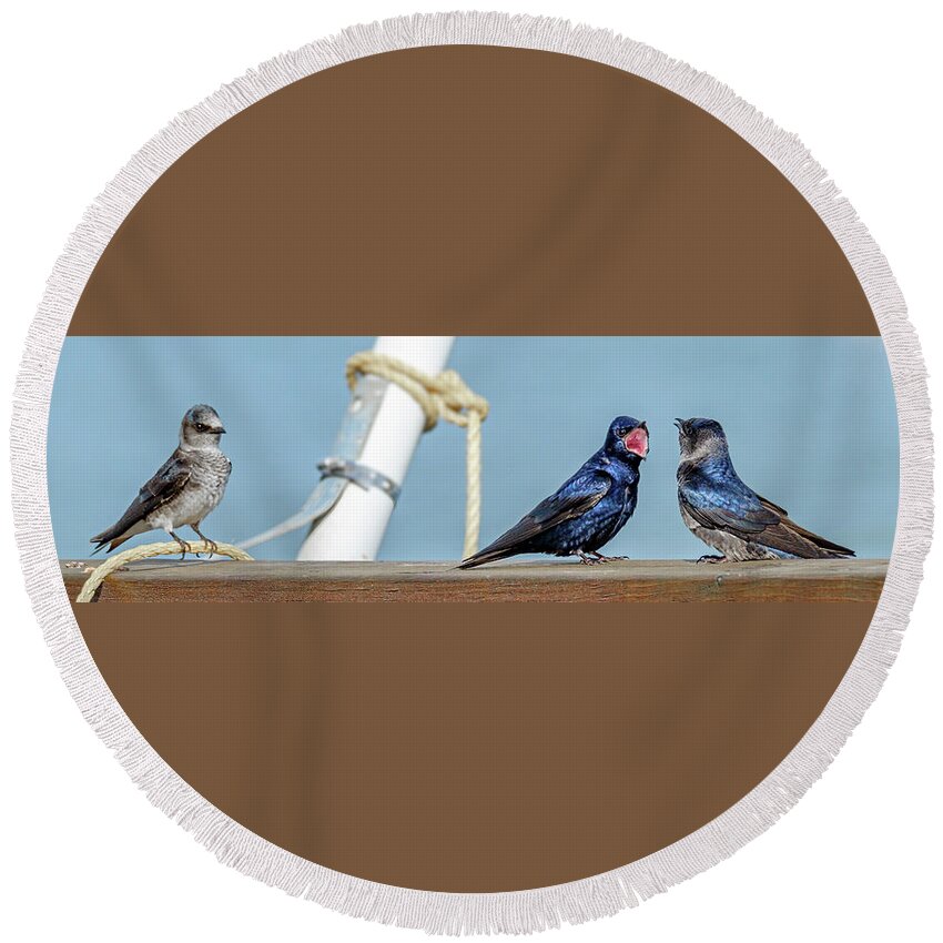 Birds Round Beach Towel featuring the photograph Purple Martin Society by Bill Ray