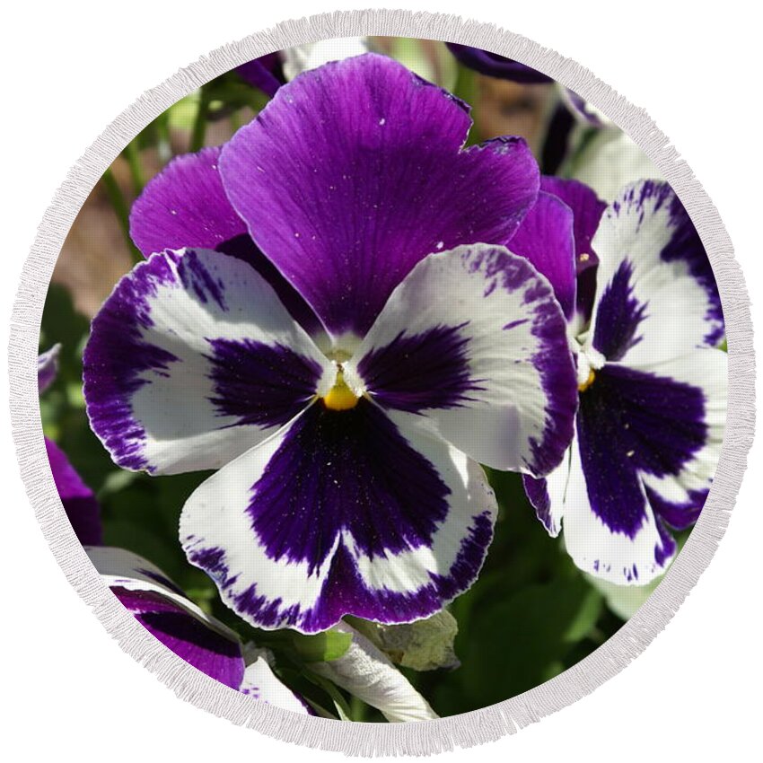 Round Beach Towel featuring the photograph Purple Pansy by Heather E Harman